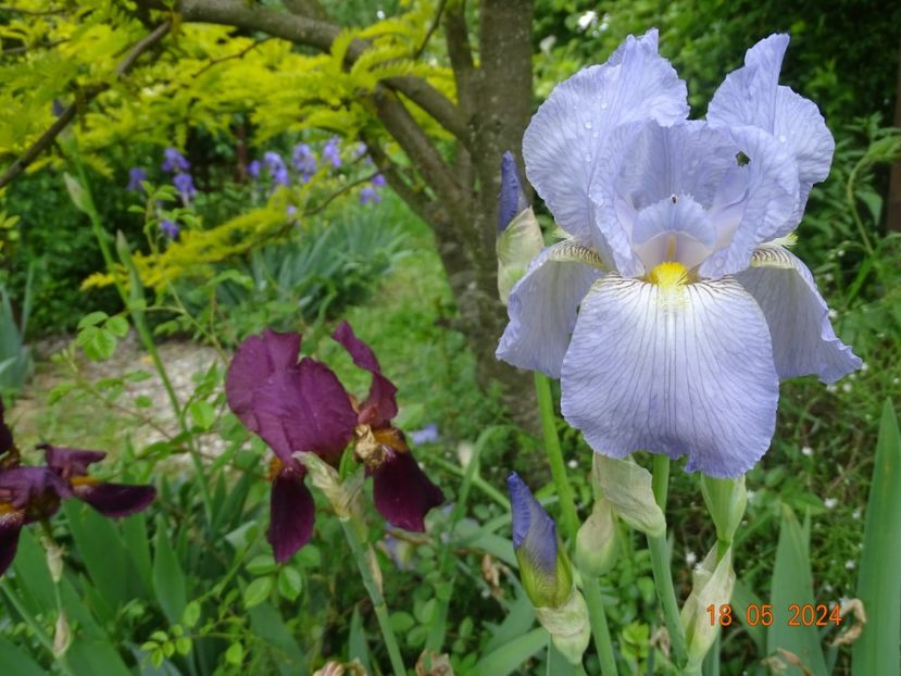  - Irisi 2024 -Dobarland