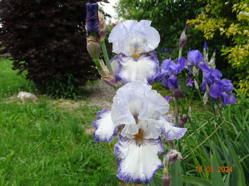  - Irisi 2024 -Dobarland