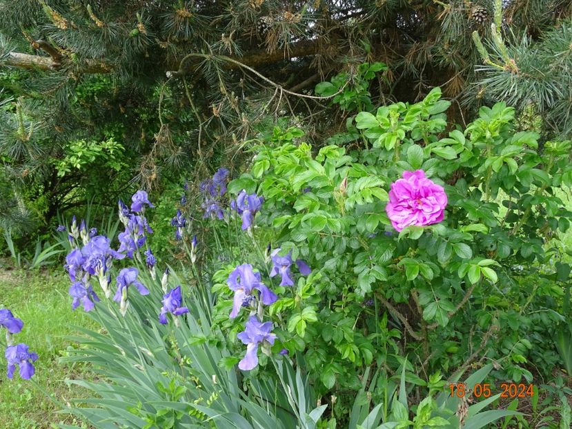  - Irisi 2024 -Dobarland