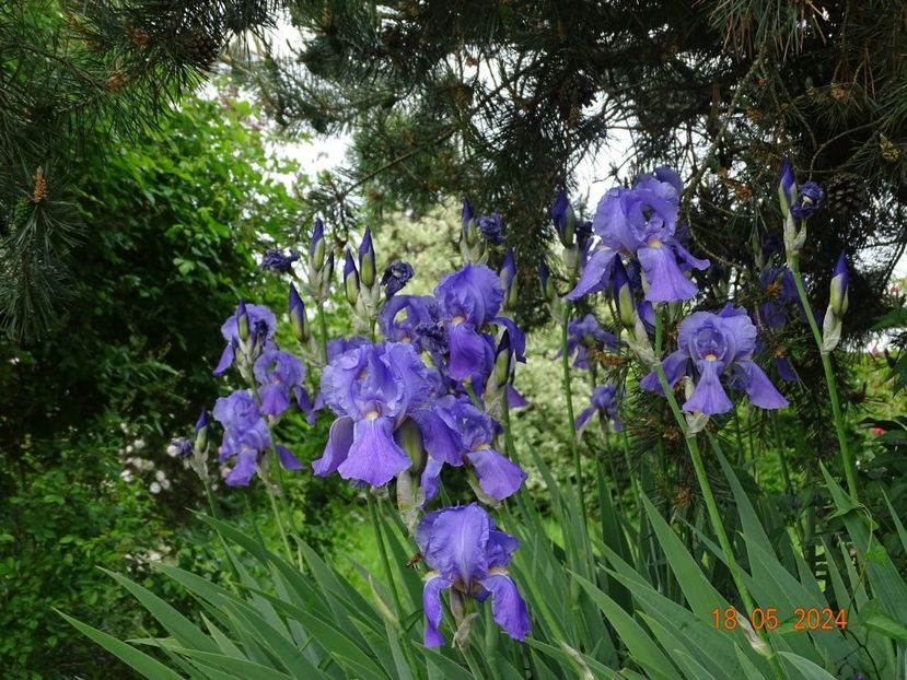  - Irisi 2024 -Dobarland