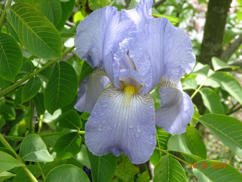  - Irisi 2024 -Dobarland