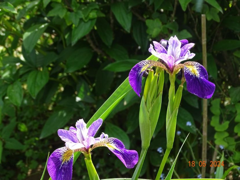  - Irisi 2024 -Dobarland