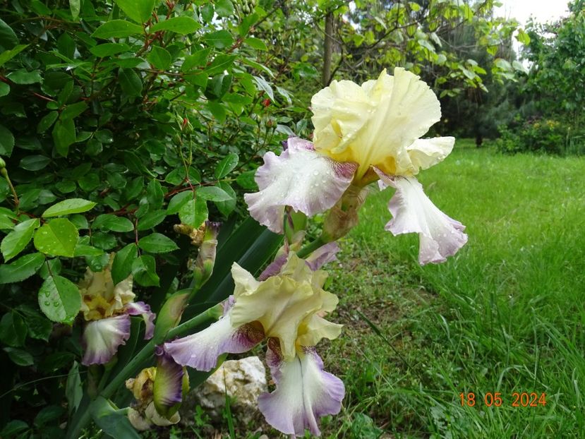  - Irisi 2024 -Dobarland