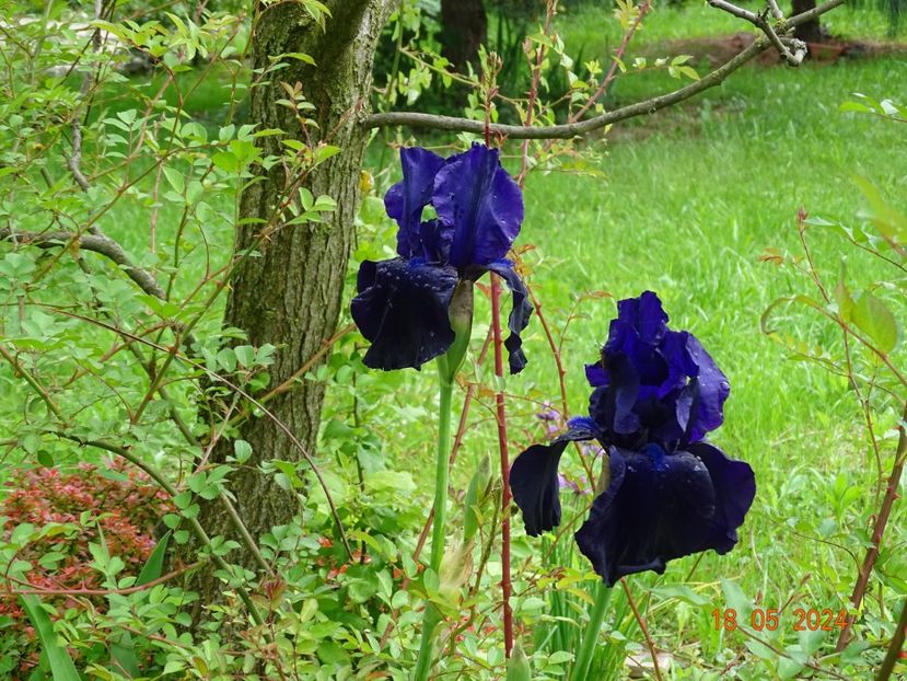  - Irisi 2024 -Dobarland