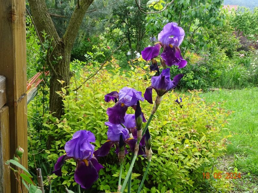  - Irisi 2024 -Dobarland