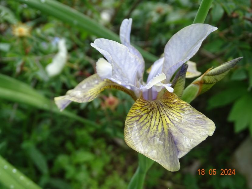  - Irisi 2024 -Dobarland