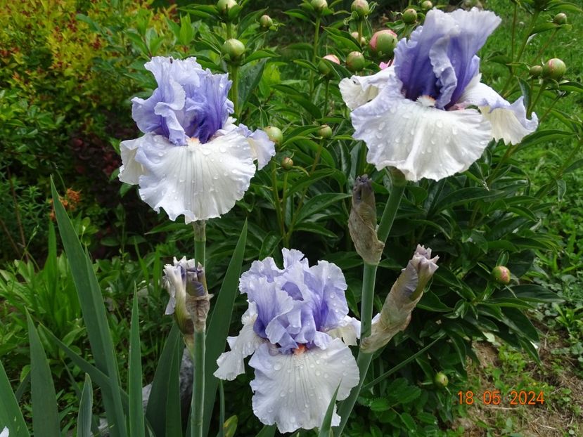  - Irisi 2024 -Dobarland