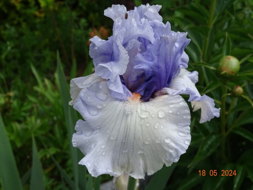  - Irisi 2024 -Dobarland