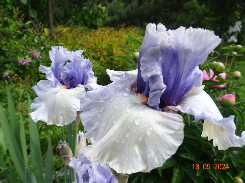  - Irisi 2024 -Dobarland