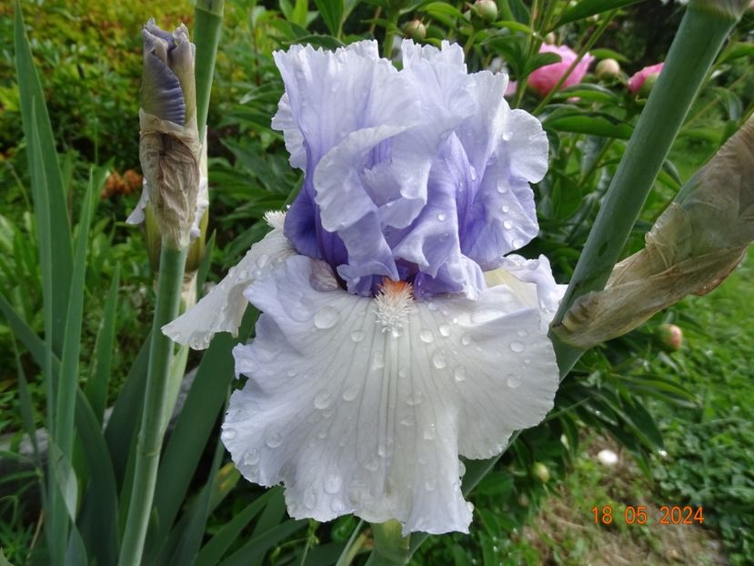  - Irisi 2024 -Dobarland