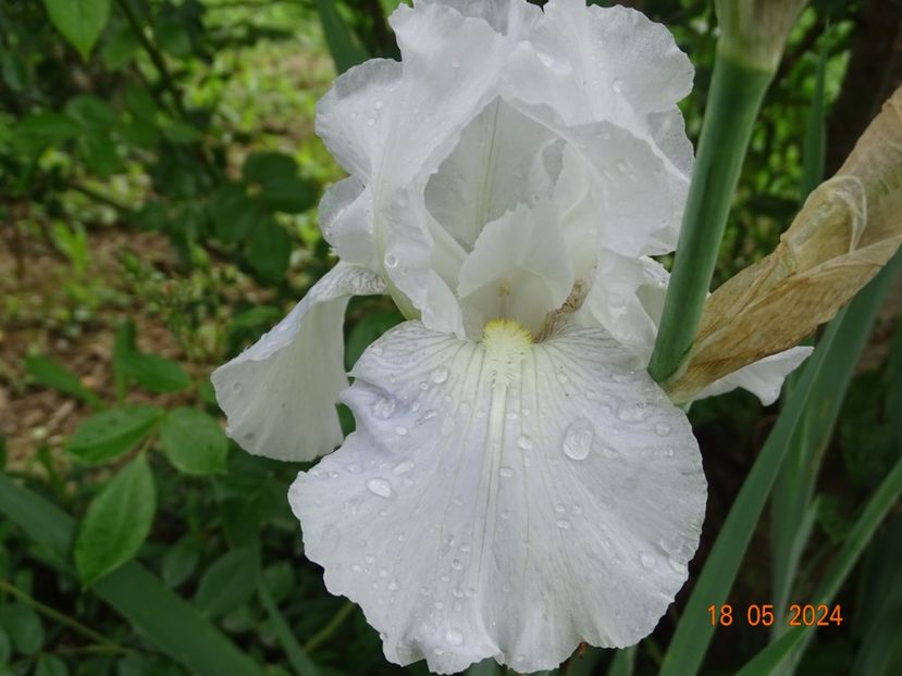  - Irisi 2024 -Dobarland