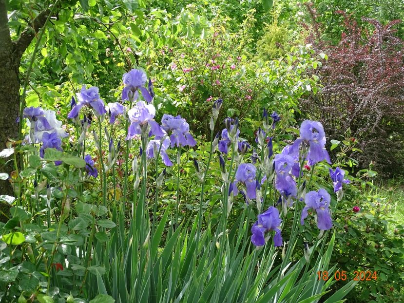  - Irisi 2024 -Dobarland