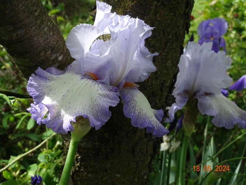  - Irisi 2024 -Dobarland