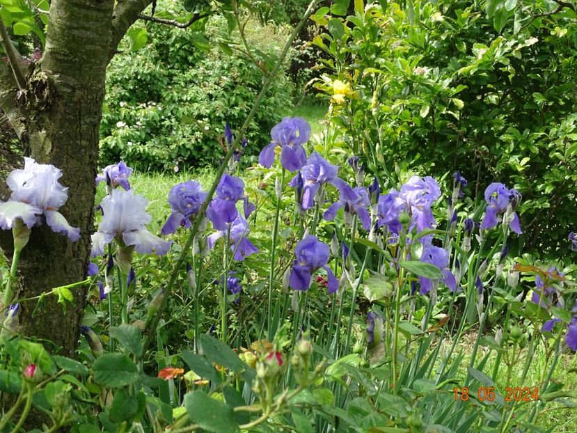  - Irisi 2024 -Dobarland