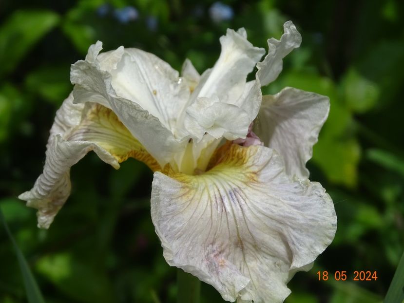  - Irisi 2024 -Dobarland