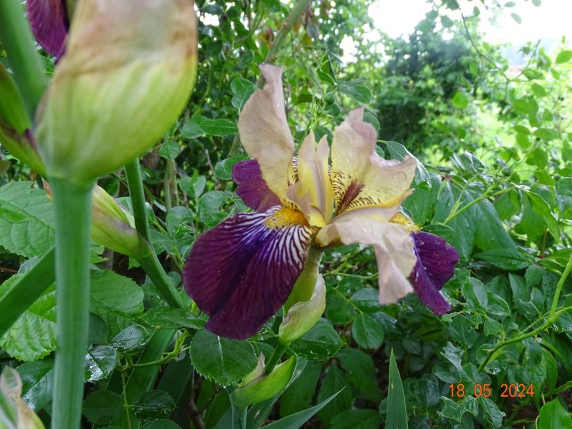  - Irisi 2024 -Dobarland