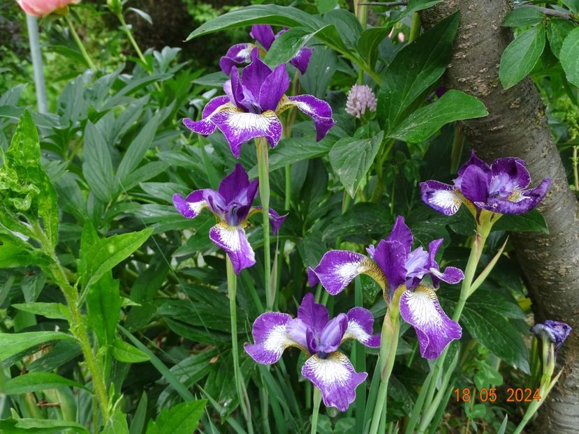  - Irisi 2024 -Dobarland