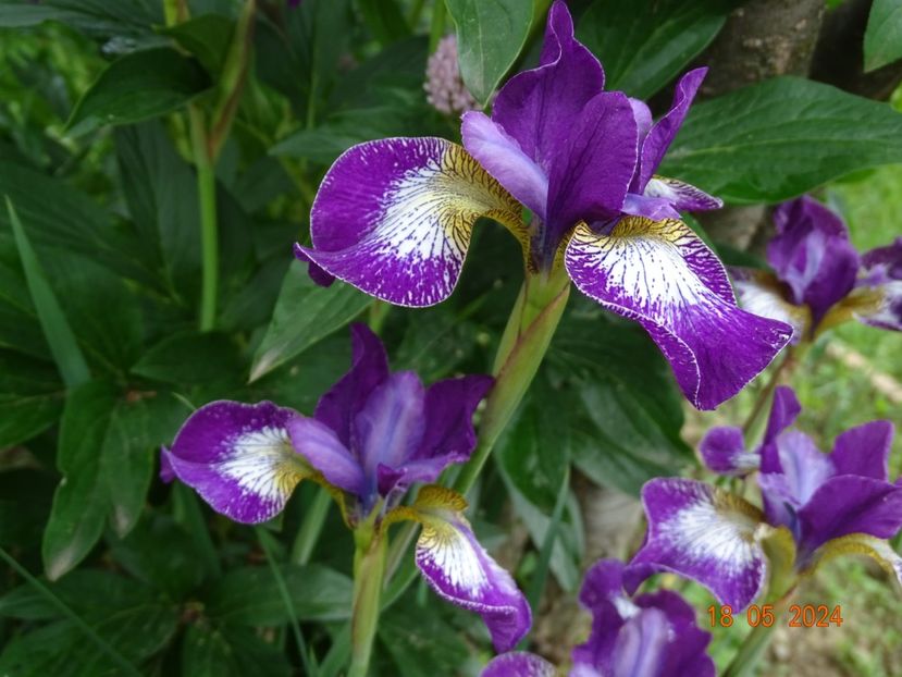  - Irisi 2024 -Dobarland