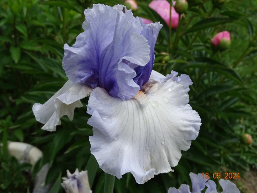 Fogbound - Irisi 2024 -Dobarland