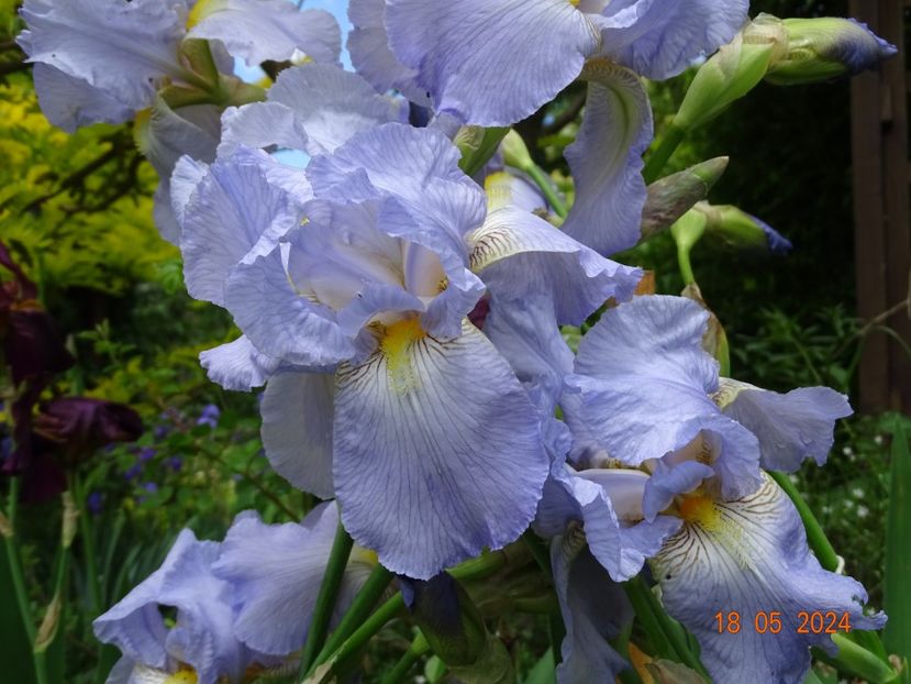  - Irisi 2024 -Dobarland