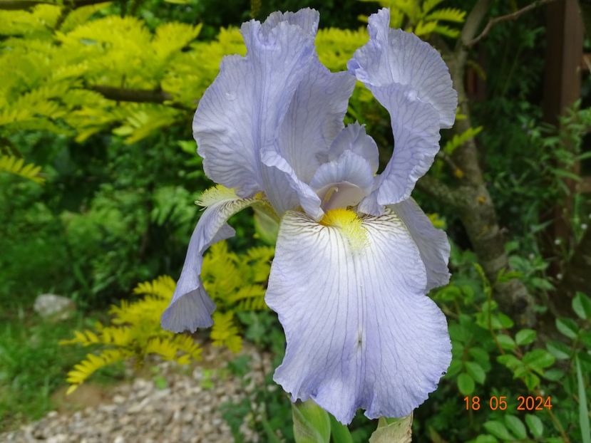  - Irisi 2024 -Dobarland