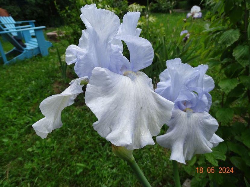  - Irisi 2024 -Dobarland