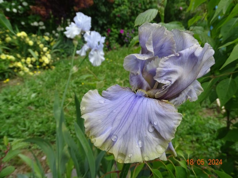 Evening Mist - Irisi 2024 -Dobarland