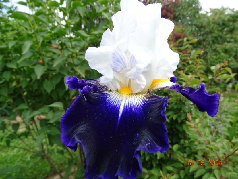 Noctambule - Irisi 2024 -Dobarland