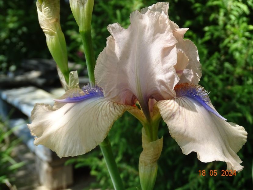  - Irisi 2024 -Dobarland