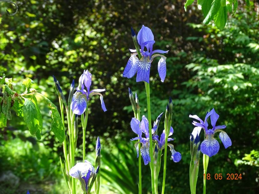  - Irisi 2024 -Dobarland