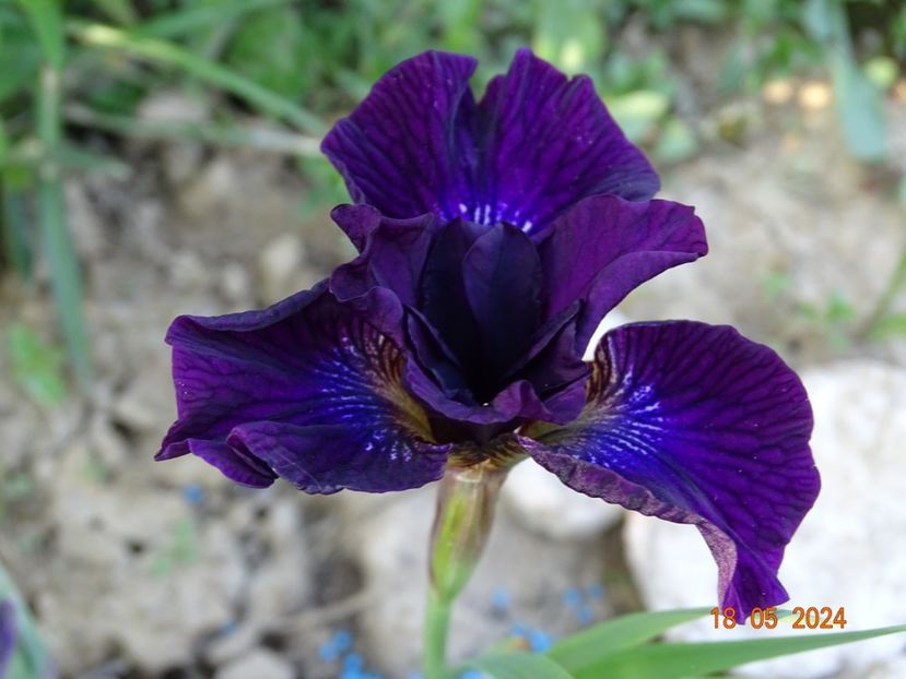Purplelicious (sibirica) - Irisi 2024 -Dobarland