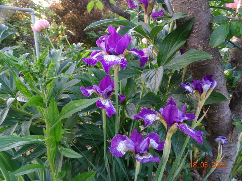  - Irisi 2024 -Dobarland