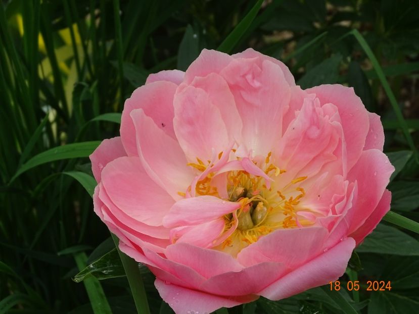  - Bujori 2024 -Dobarland