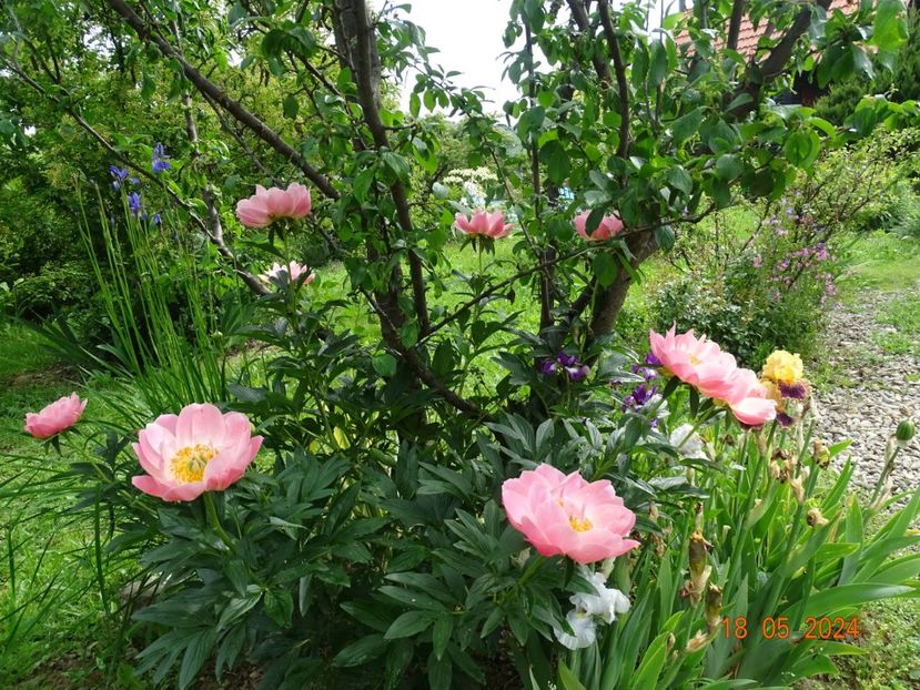  - Bujori 2024 -Dobarland