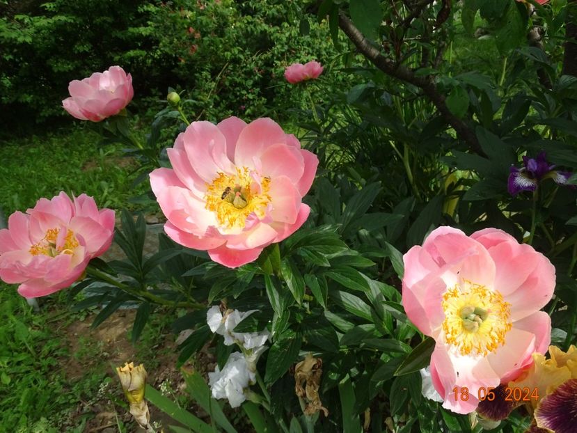  - Bujori 2024 -Dobarland