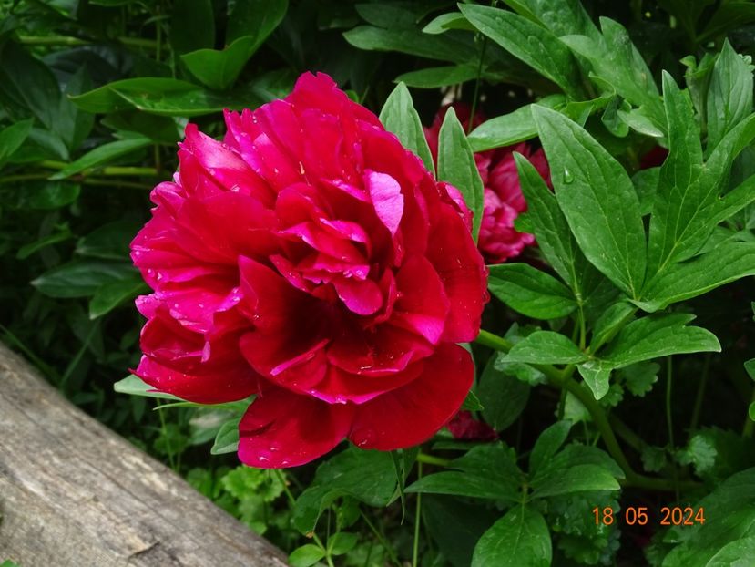  - Bujori 2024 -Dobarland