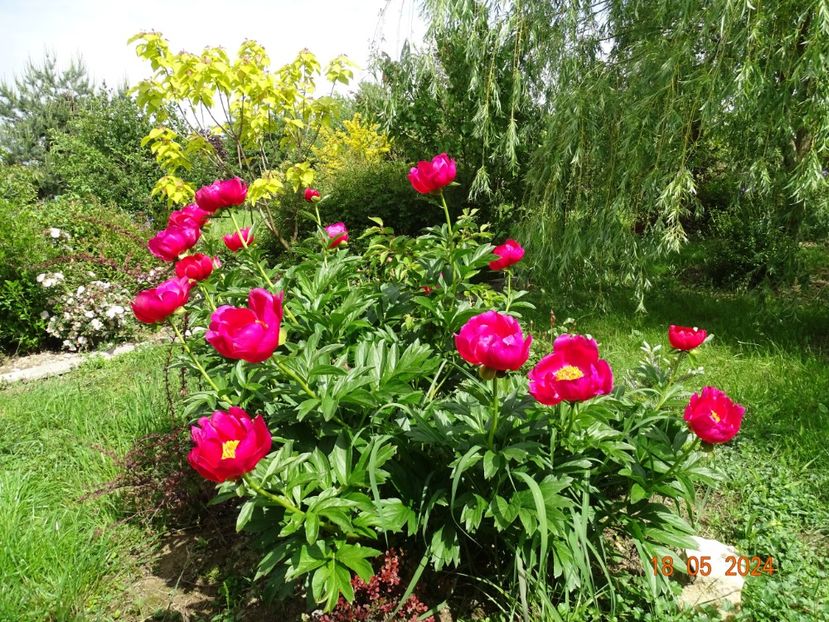  - Bujori 2024 -Dobarland