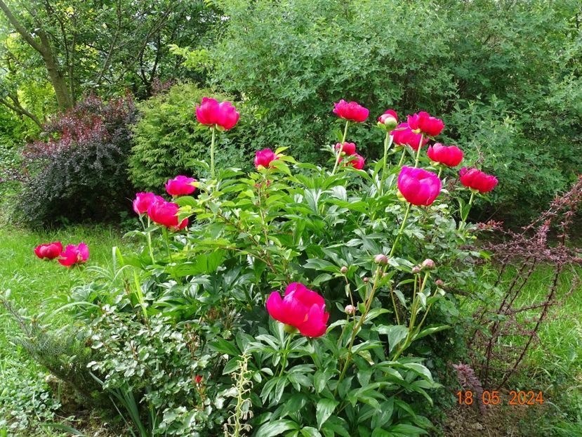  - Bujori 2024 -Dobarland