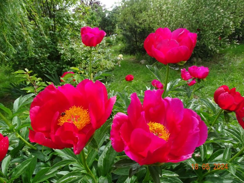  - Bujori 2024 -Dobarland