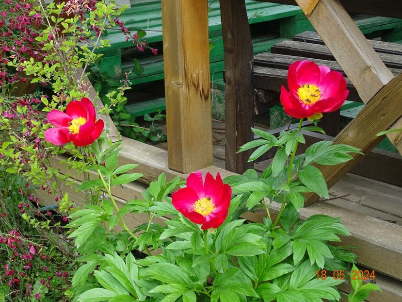  - Bujori 2024 -Dobarland