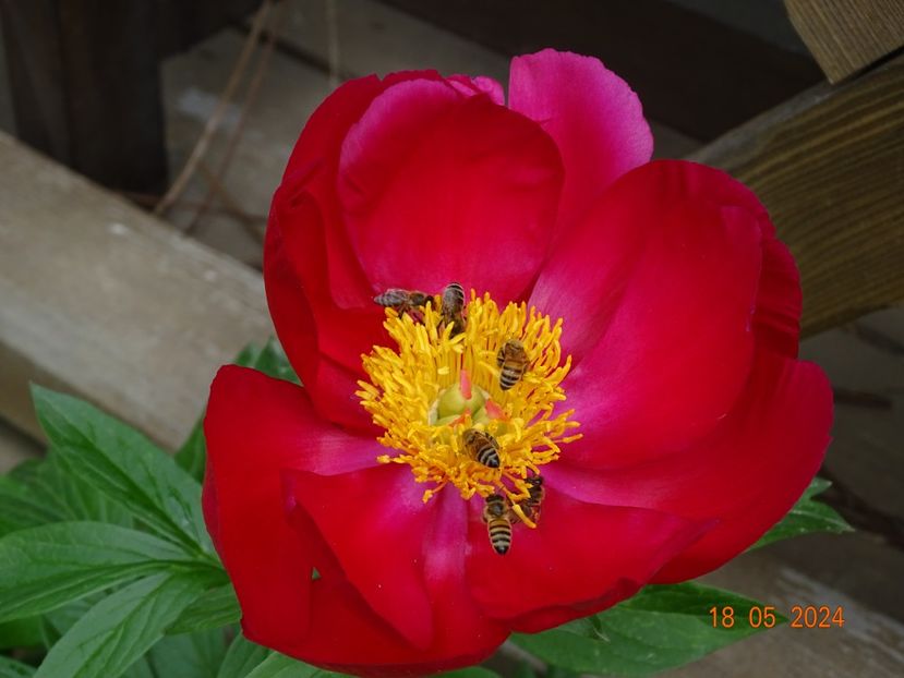  - Bujori 2024 -Dobarland