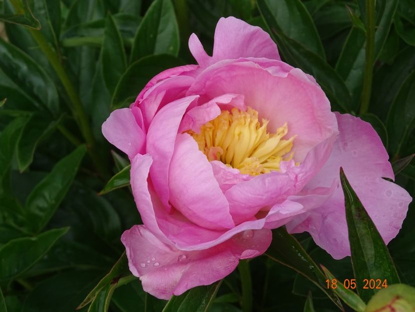  - Bujori 2024 -Dobarland