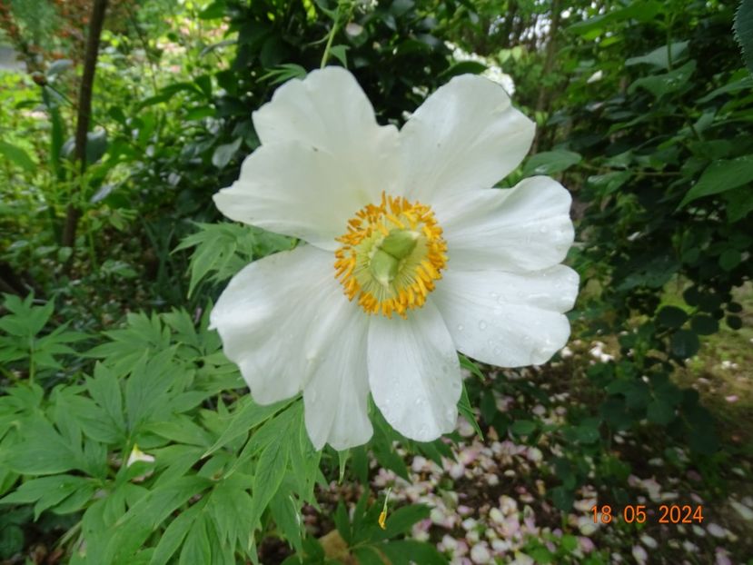  - Bujori 2024 -Dobarland