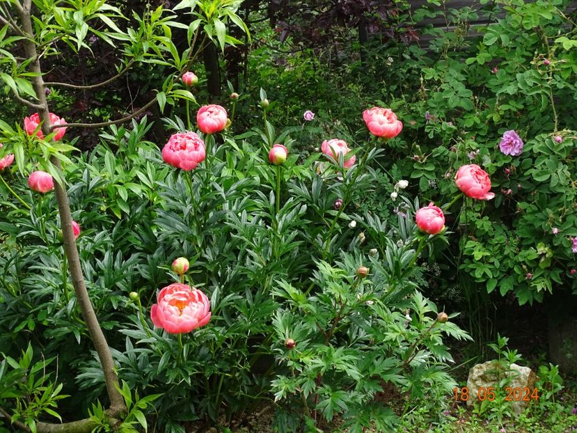  - Bujori 2024 -Dobarland