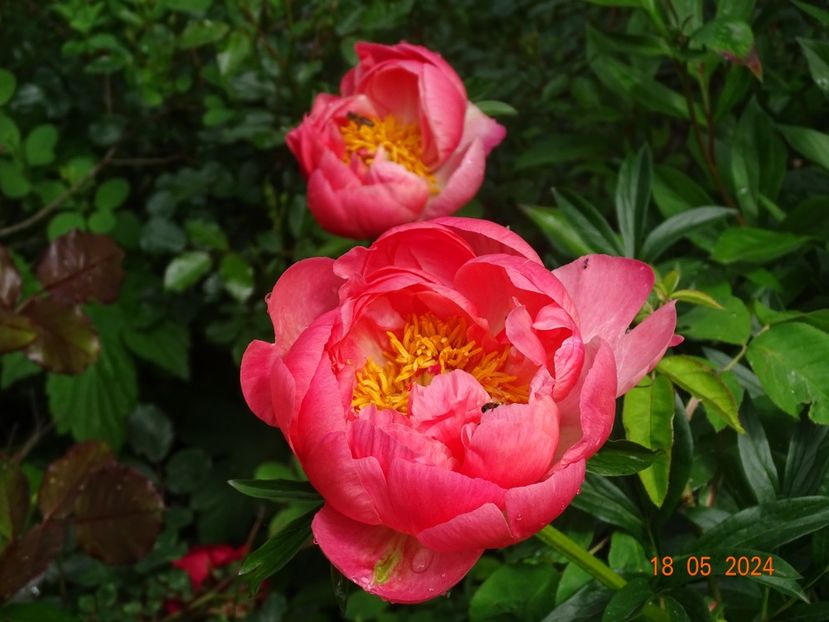  - Bujori 2024 -Dobarland