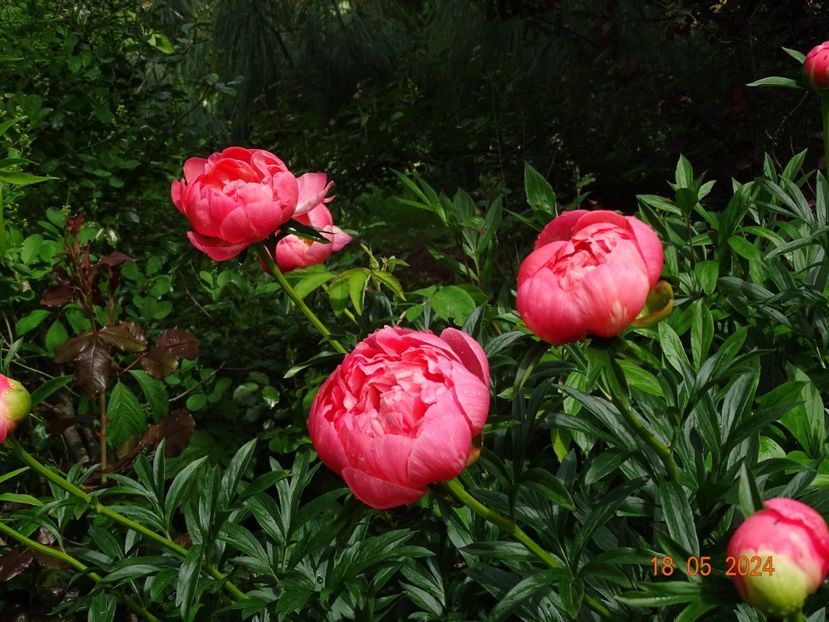  - Bujori 2024 -Dobarland