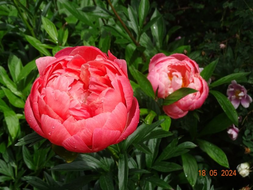  - Bujori 2024 -Dobarland