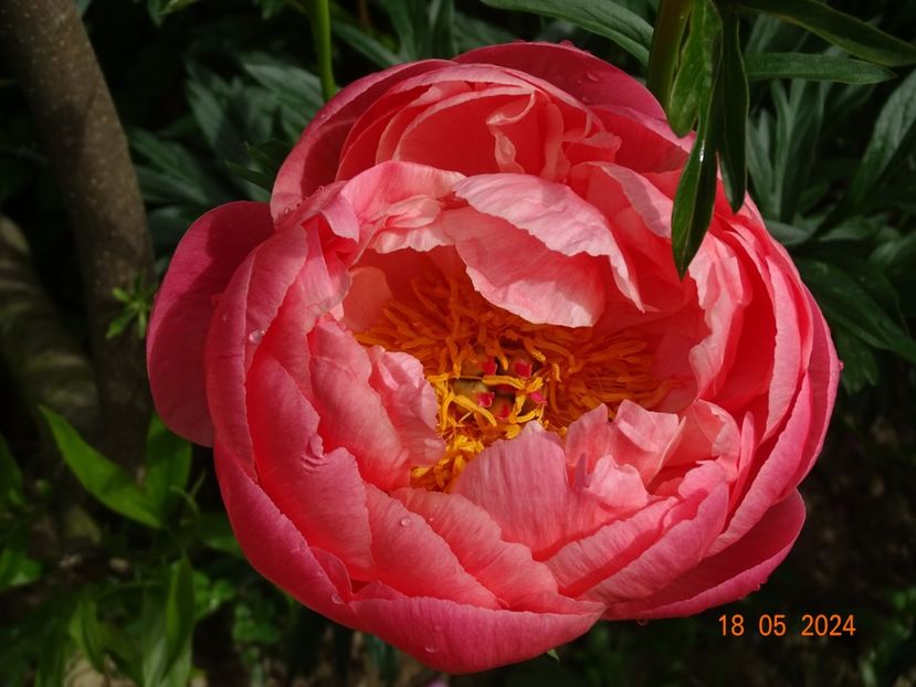  - Bujori 2024 -Dobarland