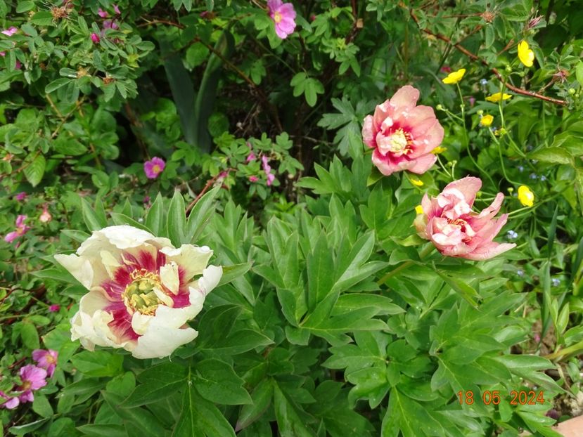  - Bujori 2024 -Dobarland