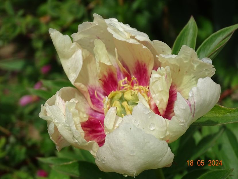  - Bujori 2024 -Dobarland